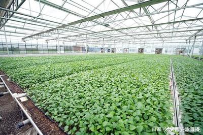 大荔農(nóng)產(chǎn)品產(chǎn)地行 “從農(nóng)田到餐桌”，品質(zhì)看得見(jiàn)