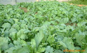 上海農(nóng)慶農(nóng)業(yè)科技咨詢公司 專業(yè)農(nóng)業(yè)信息咨詢，助力現(xiàn)代農(nóng)業(yè)發(fā)展